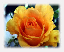 wp717bbba0_1b.jpg